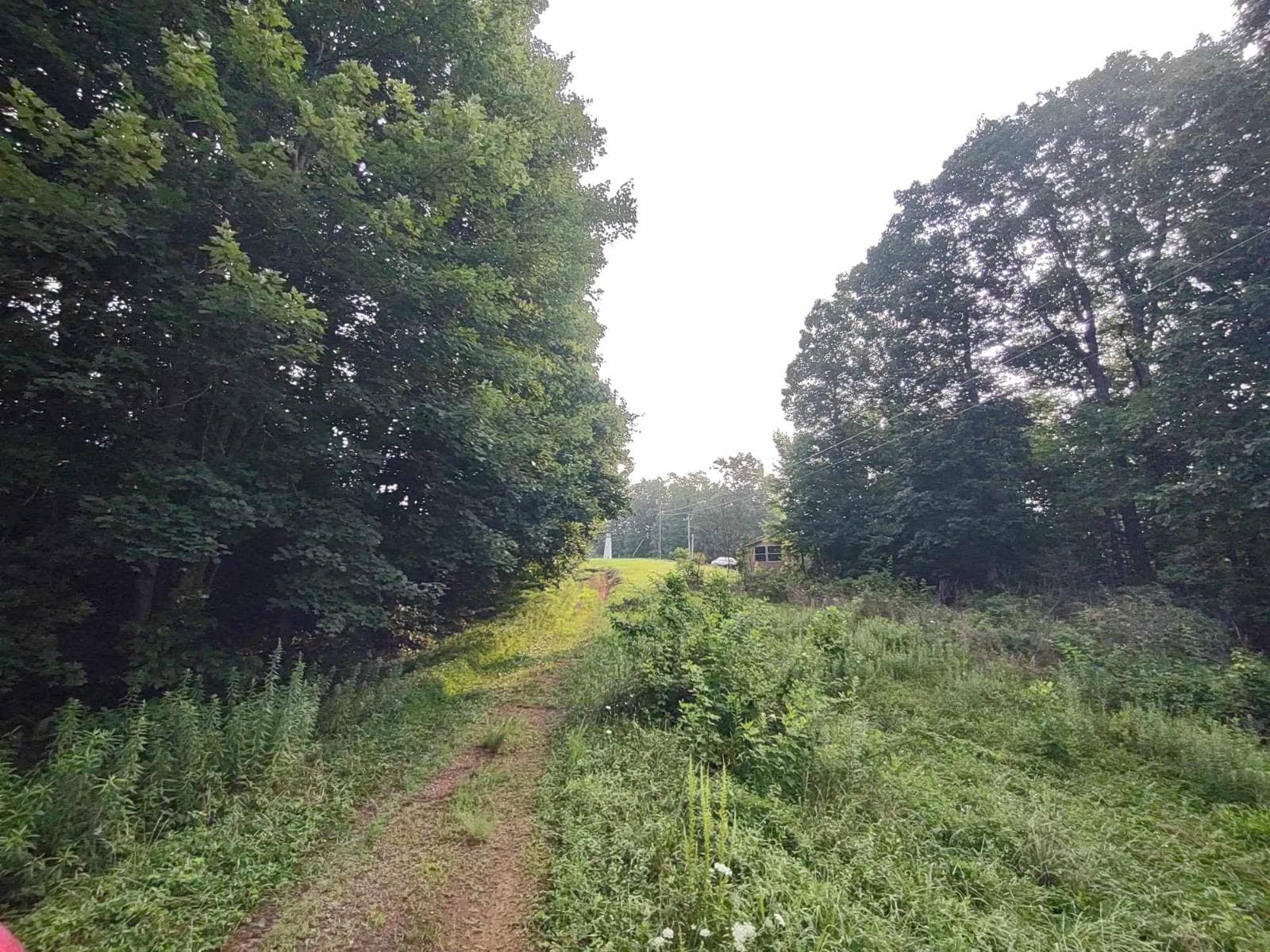 Transforming Overgrown Paths into Usable Driveways image