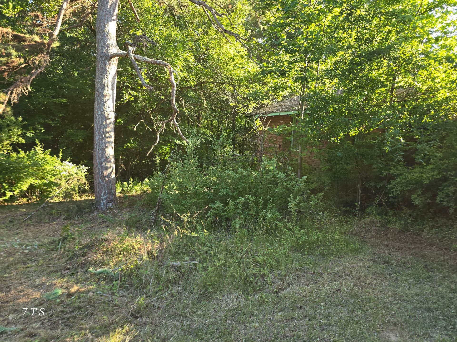 Gallery photos for Overgrown Yard and Heavy Brush Cleared Down to Clean Ground: Image #1