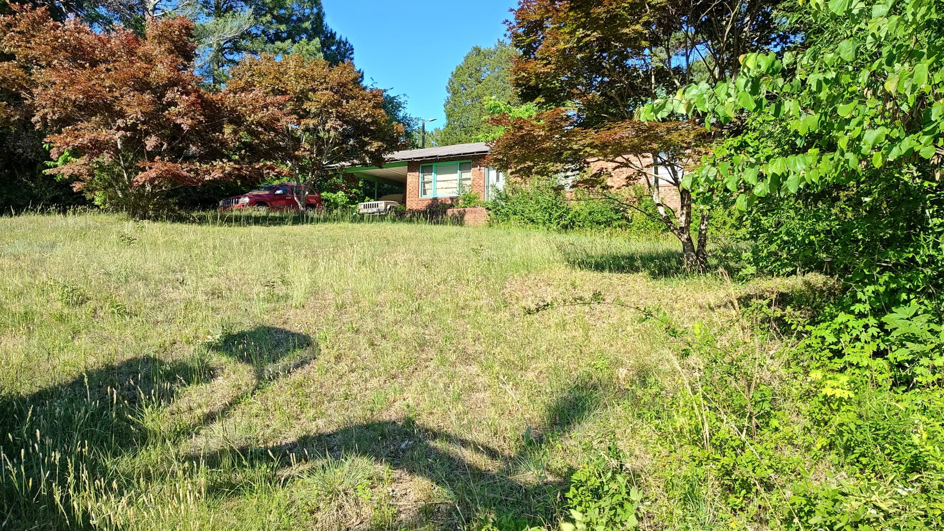 Overgrown Yard and Heavy Brush Cleared Down to Clean Ground image